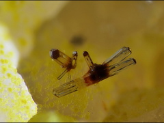 Mimetite-Les Montmins-Echassiéres-Allier 