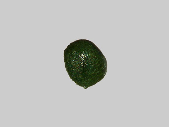 Glauconite - La Loire - Gien - Loiret - FP - Taille 0,4mm