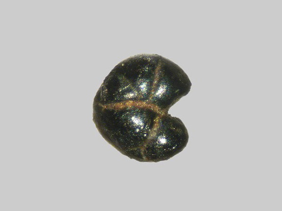 Glauconite - La Loire - Gien - Loiret - FP - Taille 0,6mm