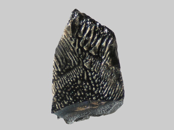 Hornblende déstabilisée - Ruisseau de Neuffonds - Besse-en-Chandesse - Puy-de-Dôme - FP - Taille 2,5mm