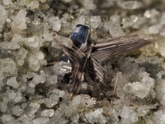 Anatase Rutile Albite - Col du Tourmalet - Bareges - Hautes-Pyrénées