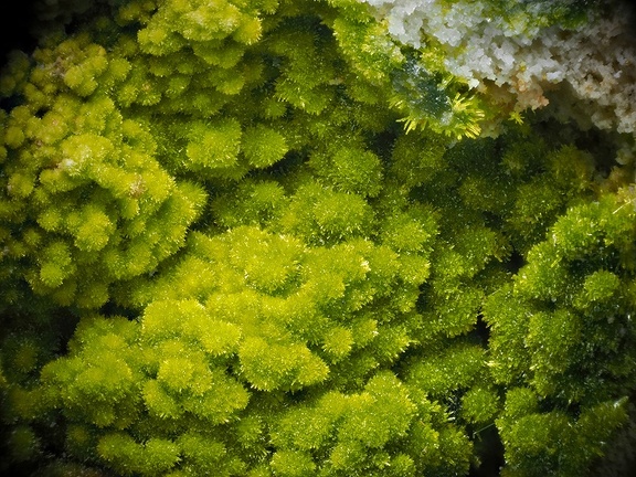 Pyromorphite - Le Cantonnier - Nontron - Dordogne