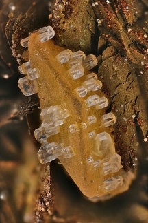 Epitaxie de calcite - Carrière du Rivet - Montredon-Labessonié - Tarn