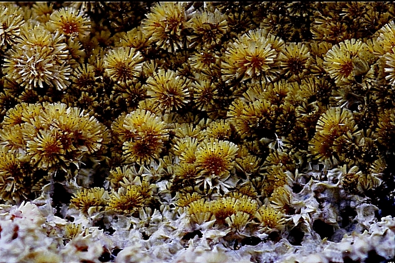 Cacoxénite - Carrière de La Lande -  Plumelin - Morbihan